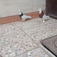 طوقی