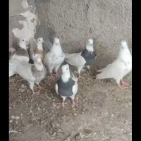 طوقی