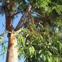 فروش چوب اکالیپتوس در کهنوج