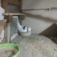 یه جفت کفتر سرحال نزدیک تخم هستن کسی خواست میفروشم