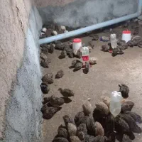 بلدرچین