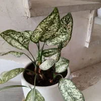 گل گندمی بزرگ با گلدون