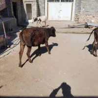۳ گوساله ماده کوردی