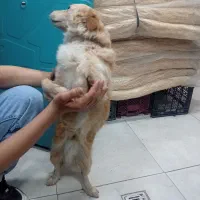 سگ پاکوتاه