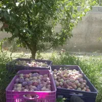 فروش-باغچه-ویلایی-در-شهریار-چهار-دیوار