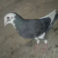 کبوتر پلنگ سیاه ومیناسیاه کرمانی