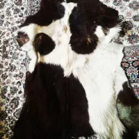 فروش پوست گوساله