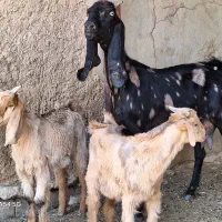 ۲ راس گولار بز پاکستانی کهردار دوقلو و ابستن