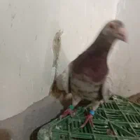 کوهی سرول. پرنده