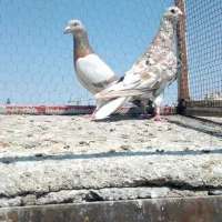 کفتر سار گراف سرخ
