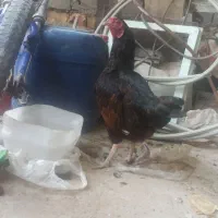 ماکیان