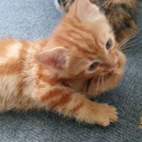 واگذاری بچه گربه