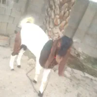 پازن
