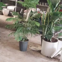 انواع  گ ل آپارتمانی تعداد و تک