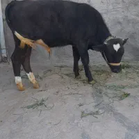 گوساله نر هلشتاین