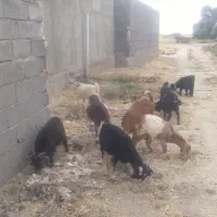حیوانات