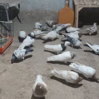 کبوتر