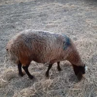 گوسفند چاق گوشتی