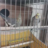 عروس هلندی نر و ماده