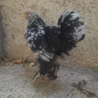 مرغ برهما بلک متلد ۳عدد ۹م