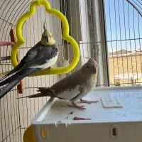 عروس هلندی ماده گم شده