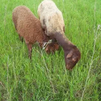 فروش گوسفند داشتی - میش با بره - وره مار