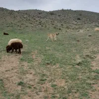 سگ گلی عالی
