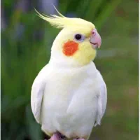 عروس هلندی سخنگو