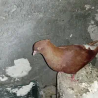 سرخ دمسفید وچپ دم رنگی