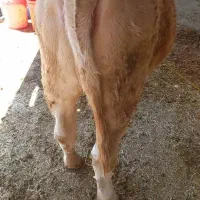 گوساله ماده شاروله