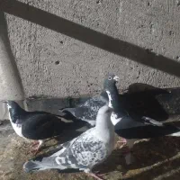 سبز|پرنده|نیشابور, دربقاضی|دیوار