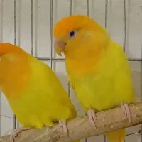 طوطی رزیکولیس اوپال کله نارنجی اورجینال