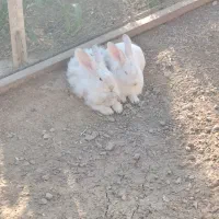 خرگوش جاینت اصل