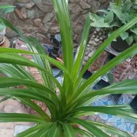 درختچه بسیار سایز بزرگ وسرحال