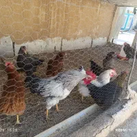 فروش فوری پرنده محلی