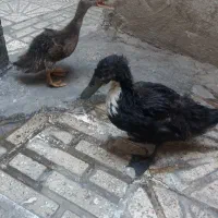 اردک  نر و ماده فروشی