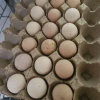 تخم برهما لایت