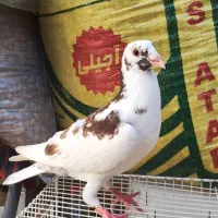 کبوتر|پرنده|مشهد, نیزه|دیوار