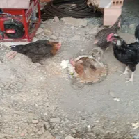 سه عدد مورغ یک عدد خروس