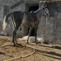 اسب نریان کرد