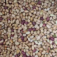 لوبیا چیتی فقط۲۱۰