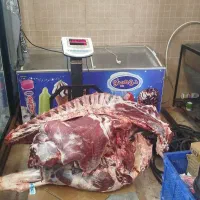 پخش گوشت گوساله و گوسفند