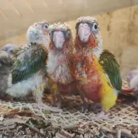جوجه گرینچیک  نرمه خور