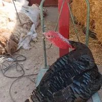 بوقلمون نر