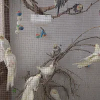 پرنده|پرنده|جهرم, |دیوار