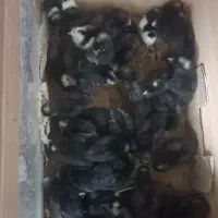 فروش جوجه آمروک اصلی