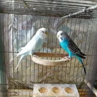 مرغ.عشق