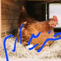 مرغ کرچ گرم