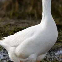 غاز