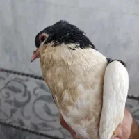 کبوتر|پرنده|قائن, |دیوار